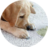 ChemDry - Pet Urine & Odor Removal